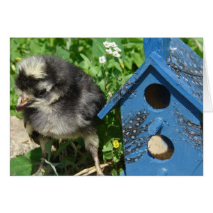 Chick and Mixed Media Birdhouse