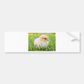 Chick Autoaufkleber