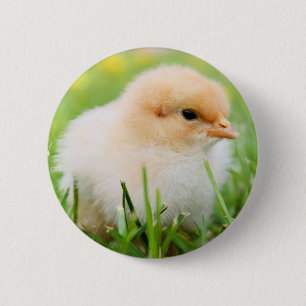 Chick Button