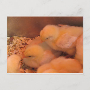 Chick Duo Postkarte
