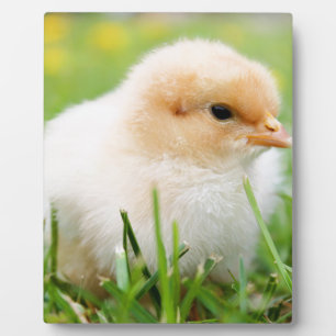 Chick Fotoplatte