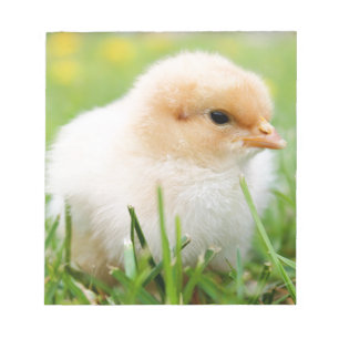 Chick Notizblock