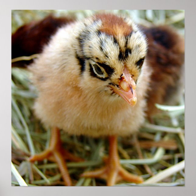 Chick Poster (Vorne)