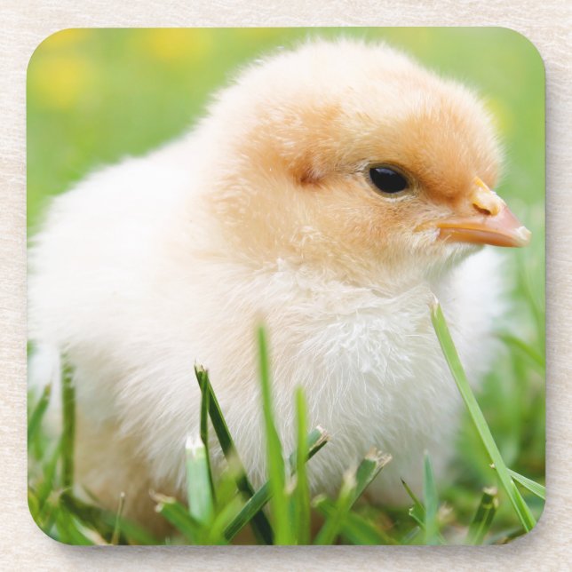 Chick Untersetzer (Vorderseite)