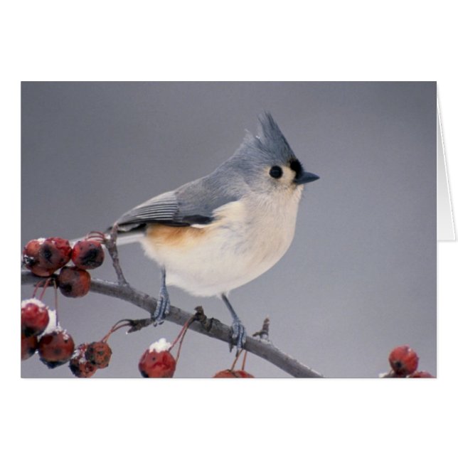 Chickadee (Vorderseite (Horizontal))