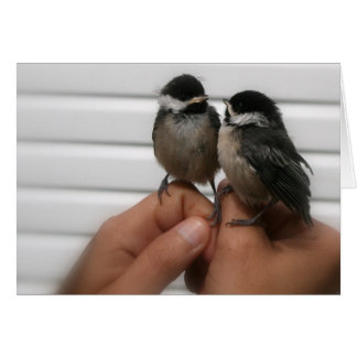 Chickadee