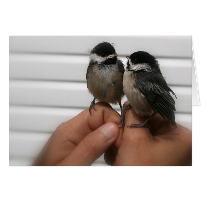 Chickadee (Vorderseite (Horizontal))