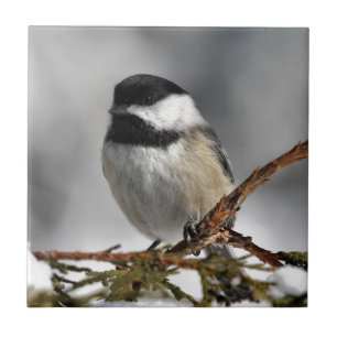 Chickadee_9478 Fliese