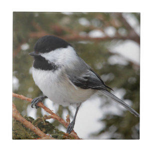 Chickadee_9643 Fliese