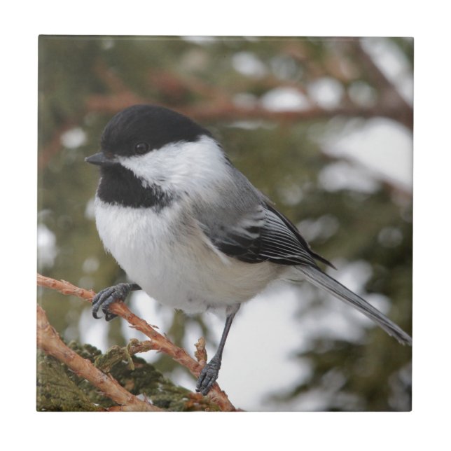 Chickadee_9643 Fliese (Vorderseite)