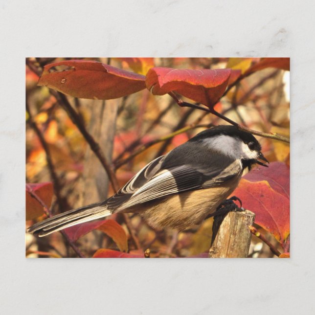 Chickadee Bird in rosa und roten Herbstblättern Postkarte (Vorderseite)