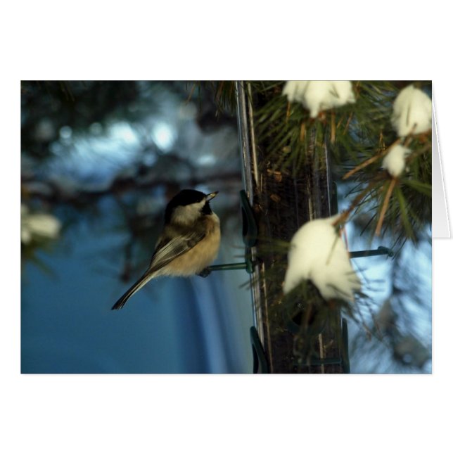 Chickadee doux (Devant Horizontal)