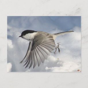 Chickadee en vol Carte postale