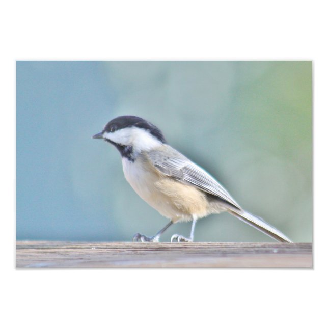 Chickadee-Fotografie Fotodruck (Vorne)