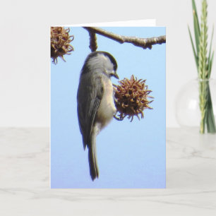 Chickadee Grußkarte Karte