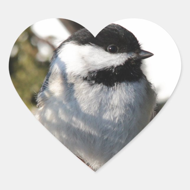 Chickadee Herz-Aufkleber (Vorderseite)