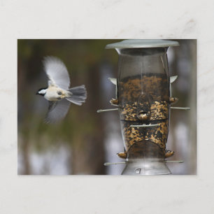 Chickadee im Flug Postkarte