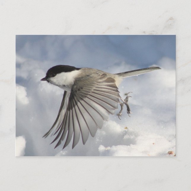 Chickadee im Flug Postkarte (Vorderseite)