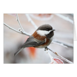 Chickadee im Winter