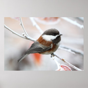 Chickadee im Winter Poster