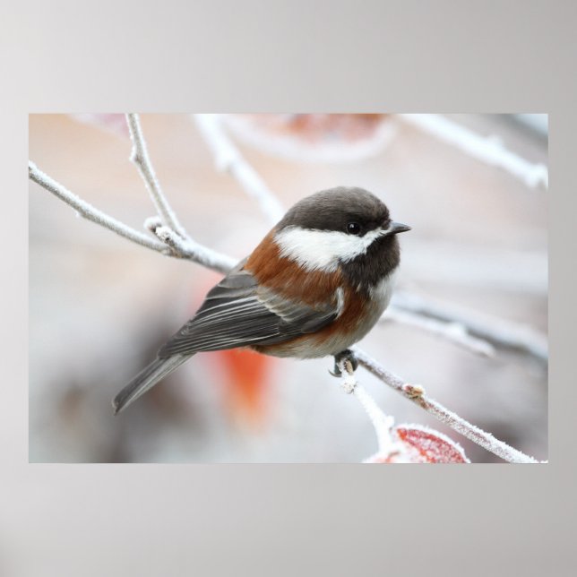 Chickadee im Winter Poster (Vorne)