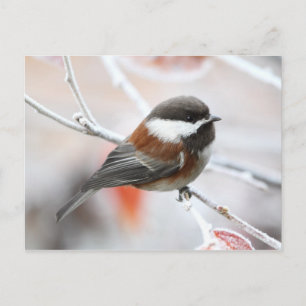 Chickadee im Winter Postkarte