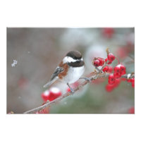 Chickadee in Falling Snow mit Red Berries