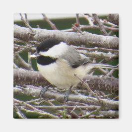 Chickadee Magnet