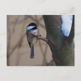 Chickadee Moment Postkarte