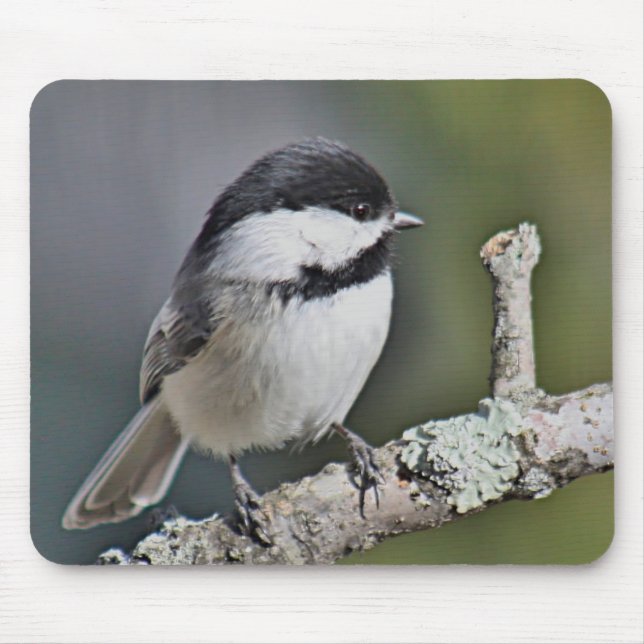 Chickadee Mousepad (Vorne)