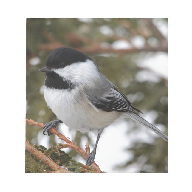 Chickadee Notizblock (Vorderseite)