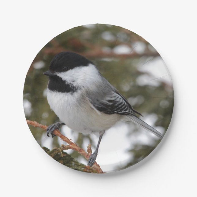 Chickadee Pappteller (Vorderseite)
