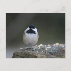 Chickadee Postcard Postkarte