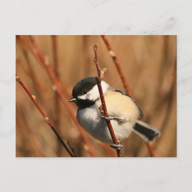 Chickadee Postkarte (Vorderseite)
