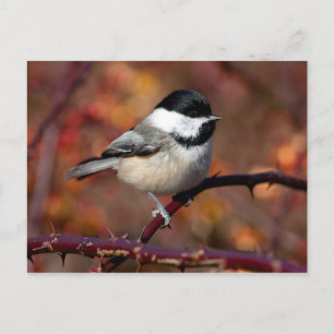 Chickadee Postkarte