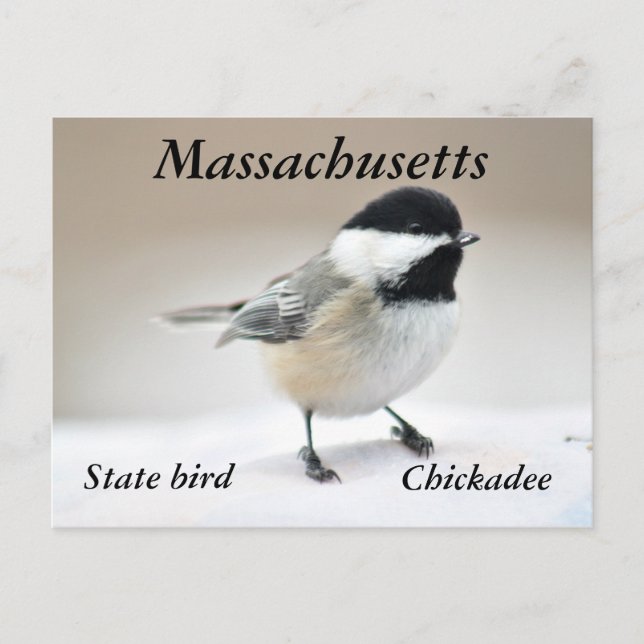 Chickadee Postkarte (Vorderseite)