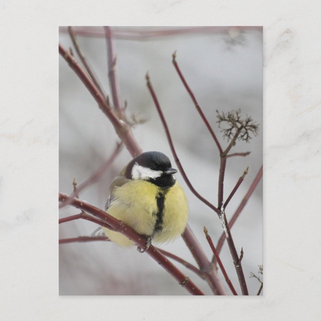 Chickadee Postkarte (Vorderseite)