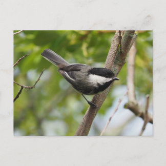 Chickadee Postkarte