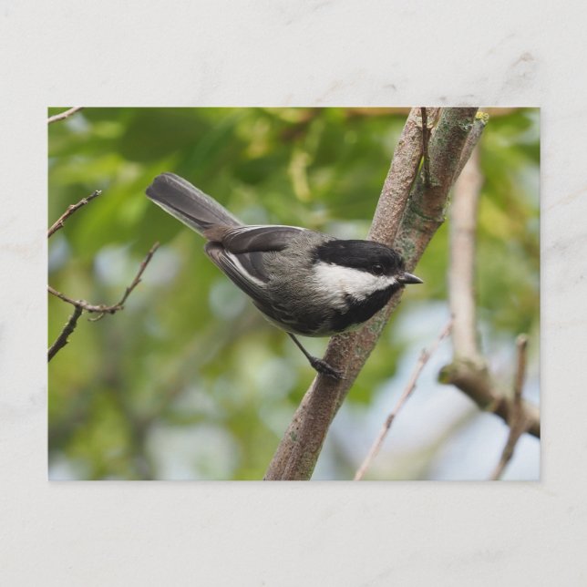 Chickadee Postkarte (Vorderseite)