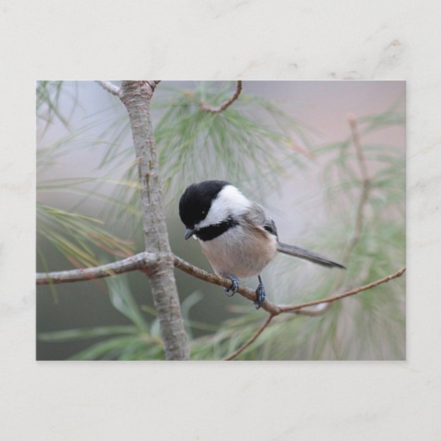 Chickadee Postkarte (Vorderseite)