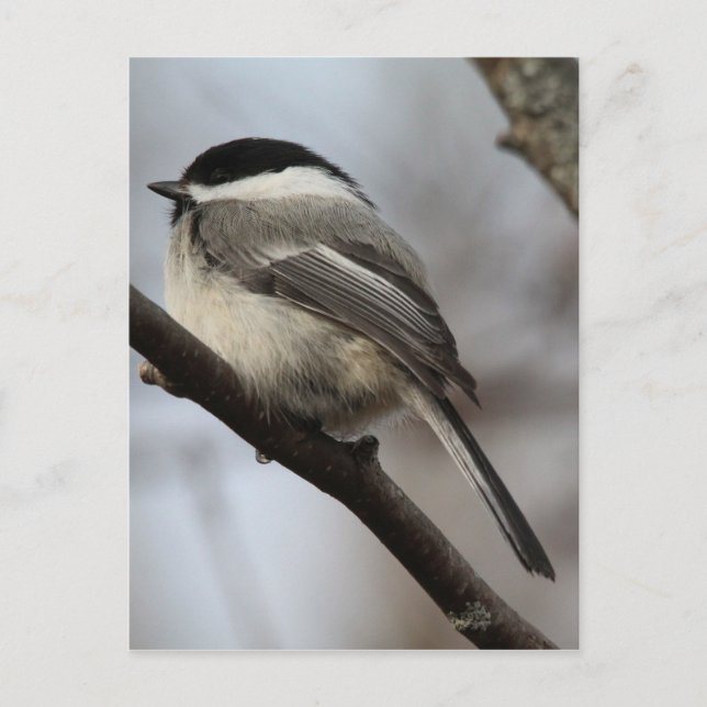 Chickadee Postkarte (Vorderseite)