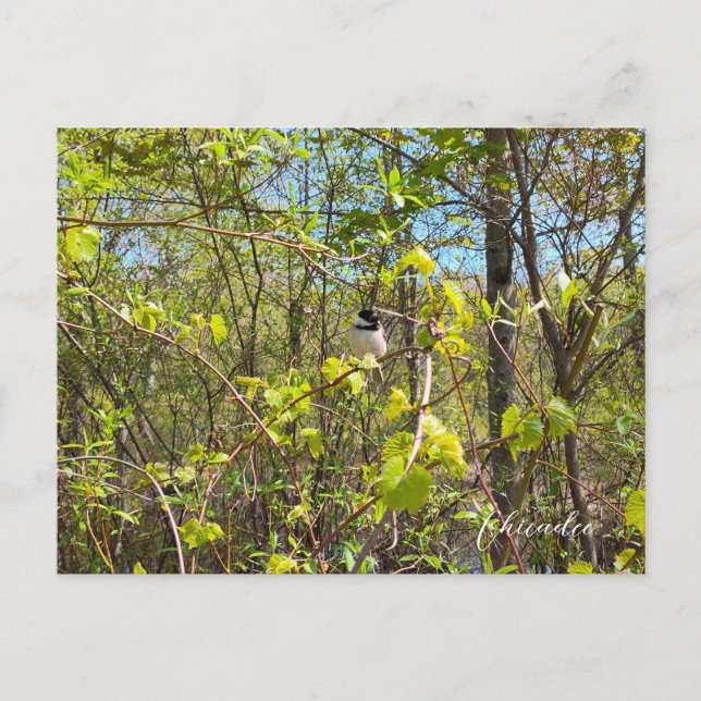 Chickadee Postkarte (Vorderseite)