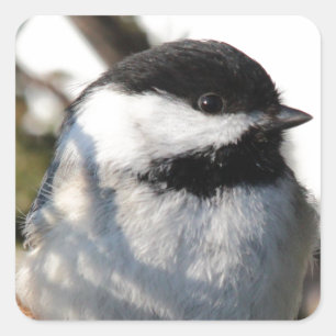 Chickadee Quadratischer Aufkleber