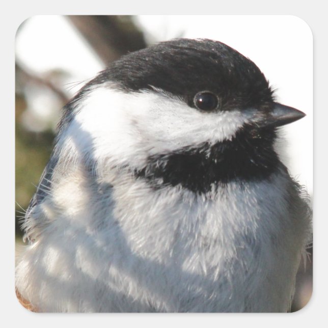 Chickadee Quadratischer Aufkleber (Vorderseite)