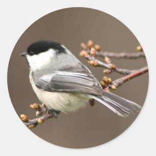 Chickadee Runder Aufkleber
