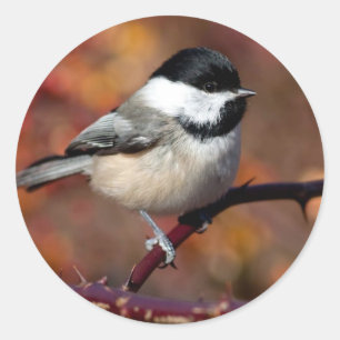 Chickadee Runder Aufkleber