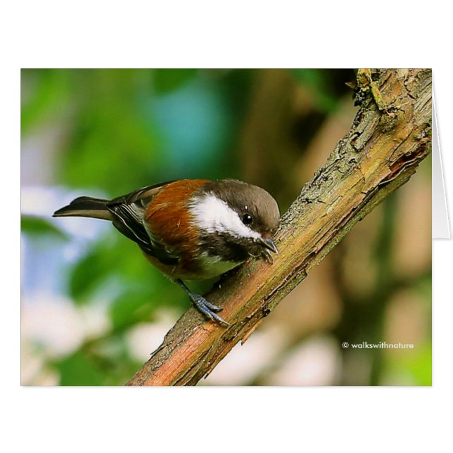 Chickadee Songbird, Curieux (Devant horizontal)