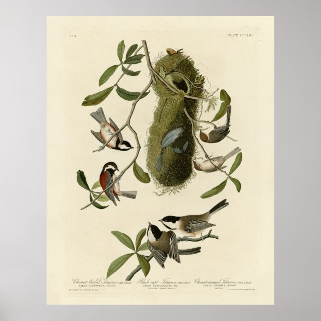 Chickadees und Bushtit, Audubons Vögel von Amerika Poster (Vorne)
