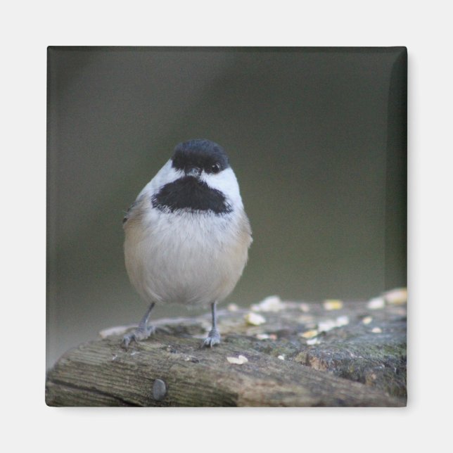 Chickademagnet Magnet (Vorne)