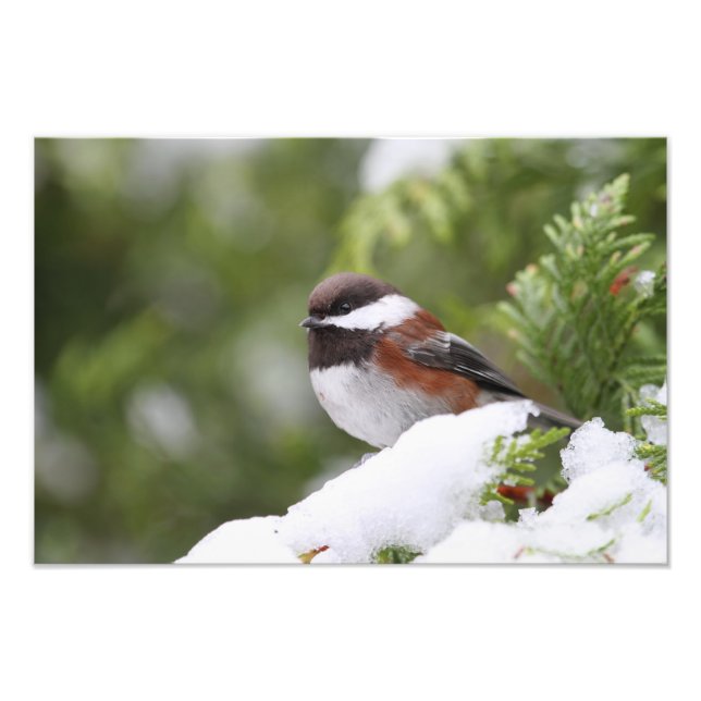 Chickadeo im Schnee auf einem Zedernbaum Fotodruck (Vorne)